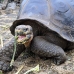 tortoise_galapagos_pa_h_0103_ecu2137.jpg